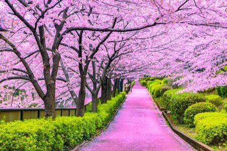 Cherry blossoms and pathway in Japan